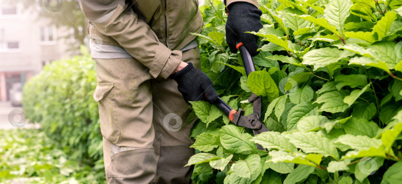 Скачать Садовник подстригает кусты большими ножницами. Изгородь. фотосток Ozero