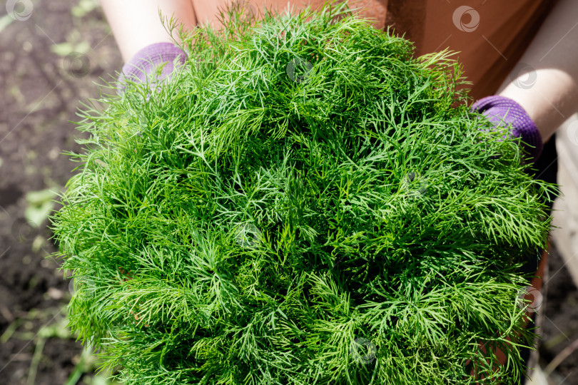 Скачать Большой свежий пучок зеленого укропа в женских руках, собранный в саду. фотосток Ozero