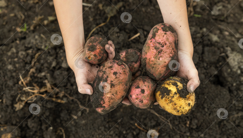 Скачать Свежевыкопанный картофель в детских руках. Сбор урожая. фотосток Ozero