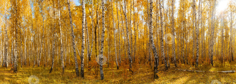 Скачать Осенний красочный пейзаж березового леса. Погода по сезону. фотосток Ozero