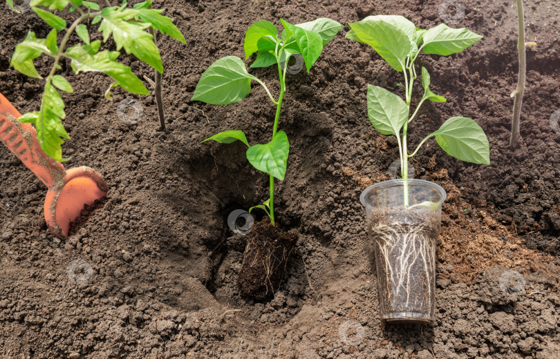 Скачать Высаживаем рассаду перца в грунт. фотосток Ozero