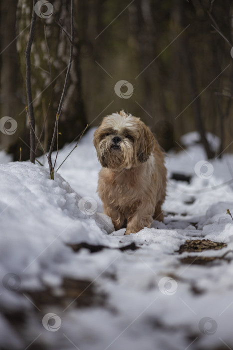 Скачать собака ши тцу фотосток Ozero