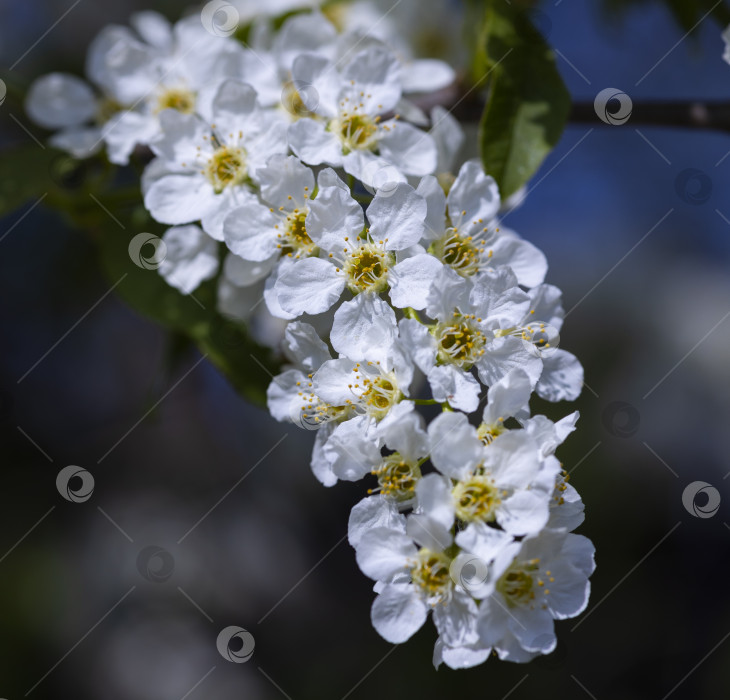 Скачать цветущая яблоня фотосток Ozero