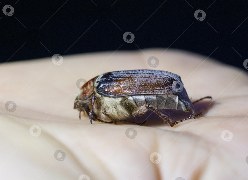 Скачать майский жук фотосток Ozero