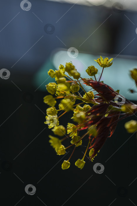 Скачать цветение клена фотосток Ozero