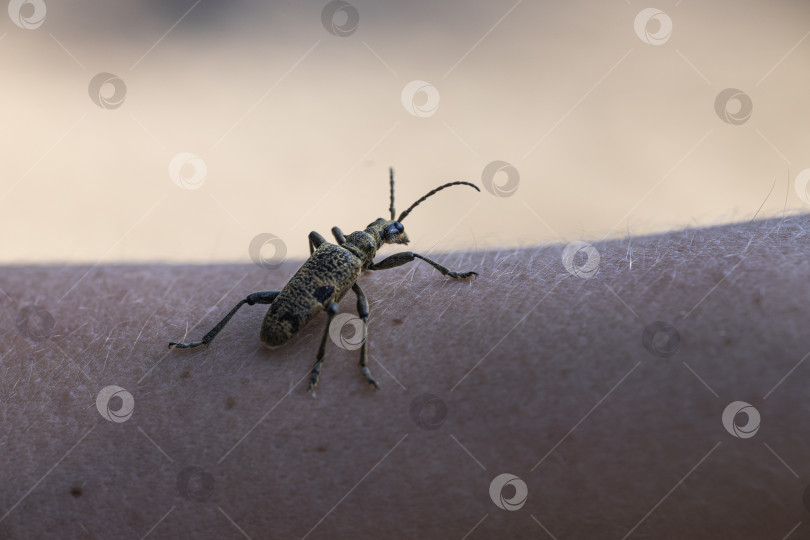 Скачать Жук усач фотосток Ozero