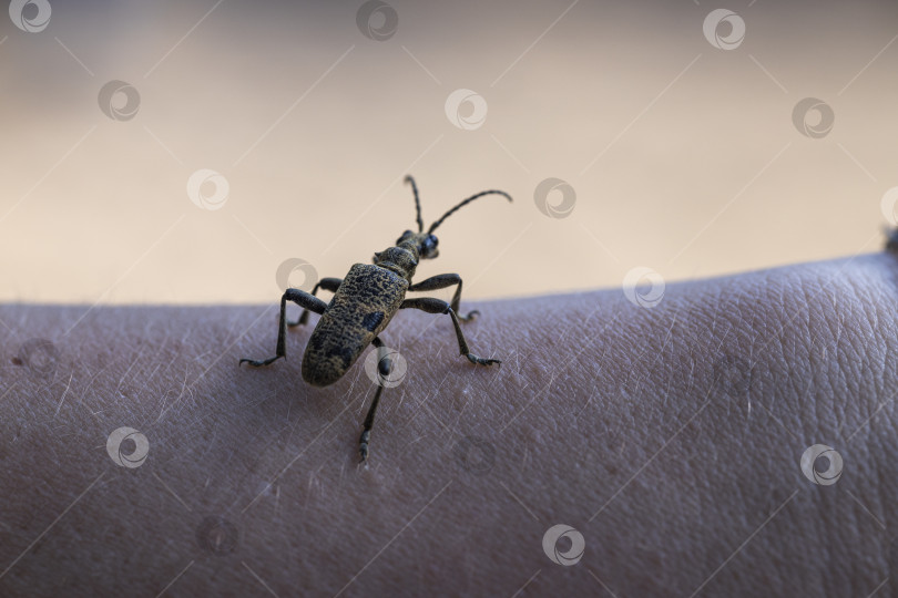 Скачать Жук усач фотосток Ozero