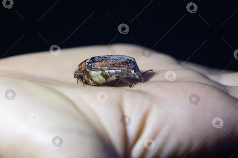 Скачать майский жук фотосток Ozero