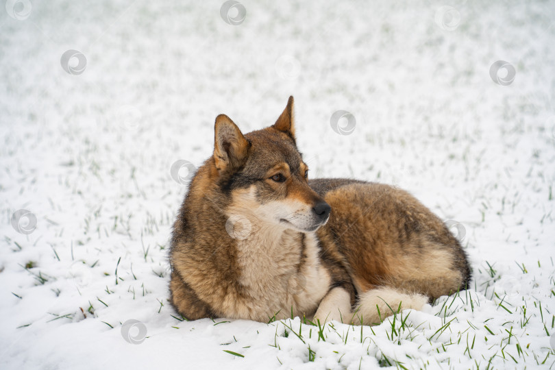 Скачать домашняя собака на заснеженной лужайке охраняет территорию, зимний день фотосток Ozero