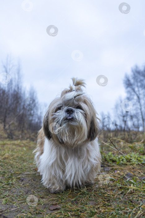 Скачать собака ши тцу фотосток Ozero