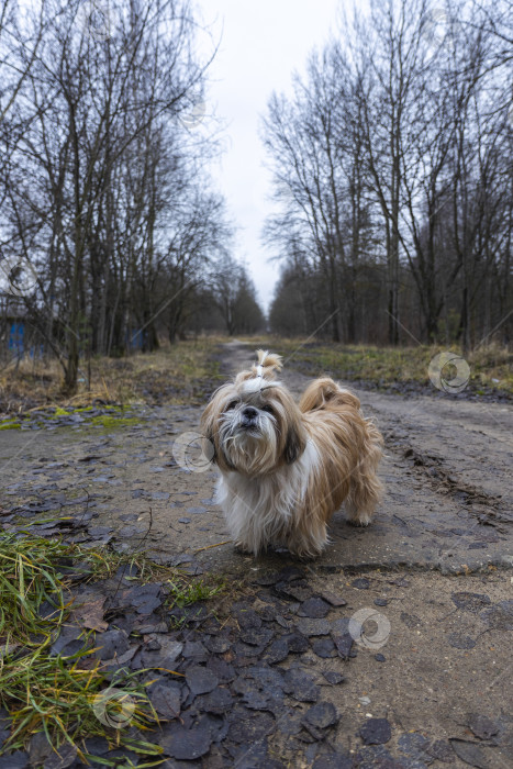 Скачать собака ши тцу фотосток Ozero