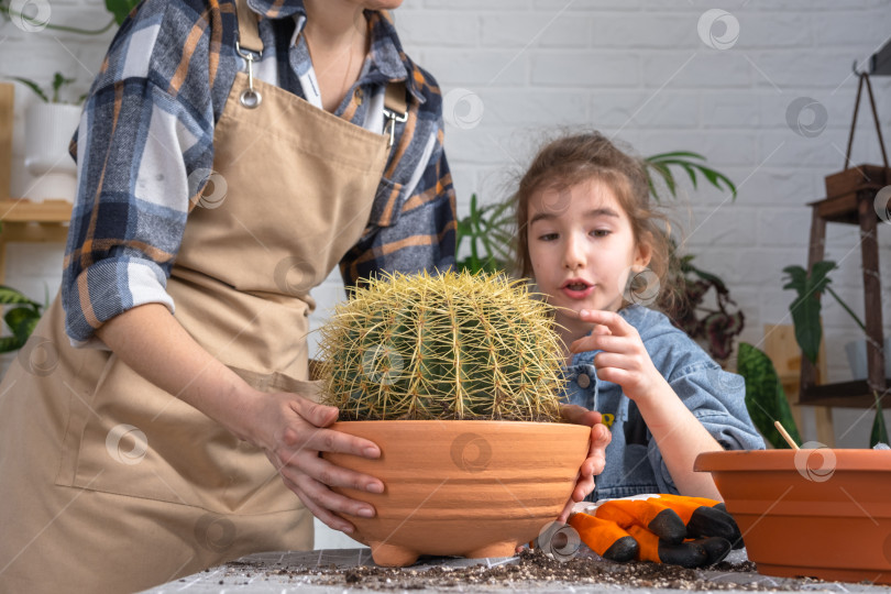 Скачать Мама и дочь пересаживают огромный кактус - хобби по уходу за комнатными растениями и их выращиванию в горшках фотосток Ozero