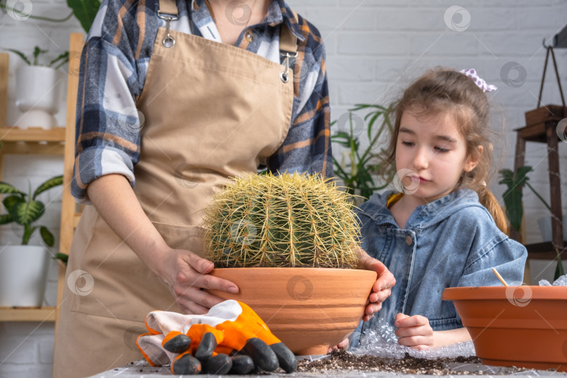 Скачать Мама и дочь пересаживают огромный кактус - хобби по уходу за комнатными растениями и их выращиванию в горшках фотосток Ozero