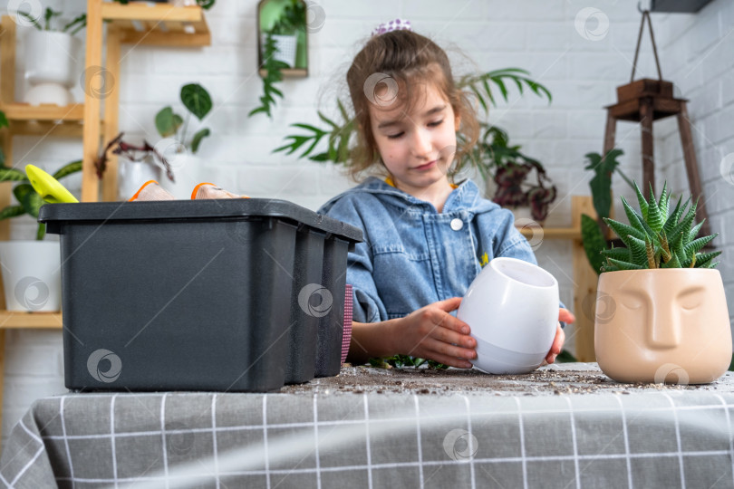 Скачать Хобби девушки - пересадка домашних комнатных растений, в руках девушка держит цветочный горшок фотосток Ozero