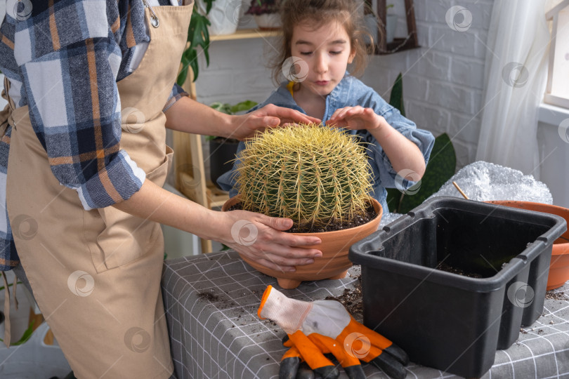 Скачать Мама и дочь пересаживают огромный кактус - хобби по уходу за комнатными растениями и их выращиванию в горшках фотосток Ozero