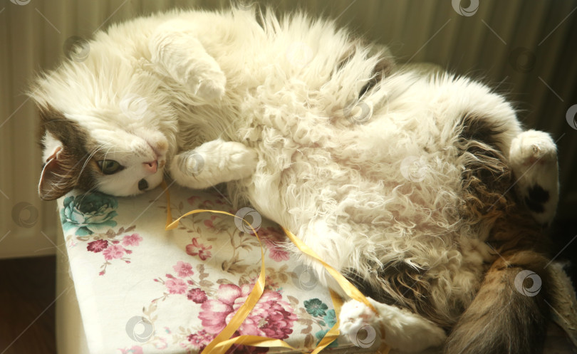 Скачать Милый белый кот лежит фотосток Ozero
