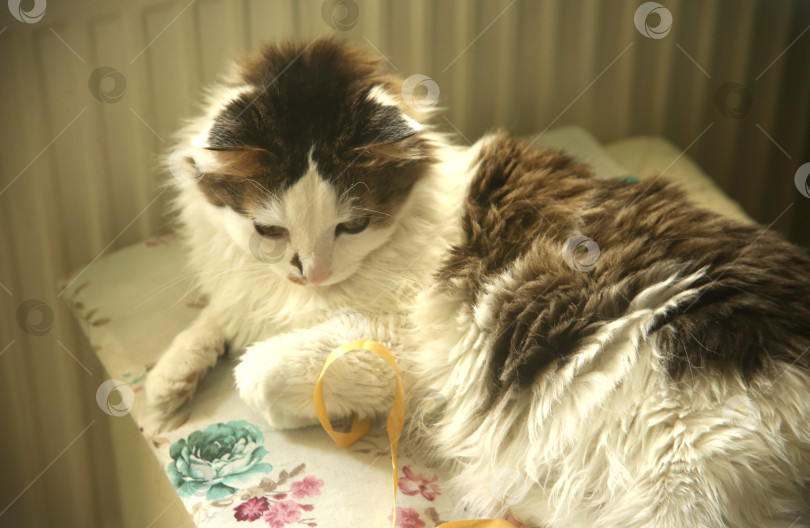 Скачать Милый белый котик фотосток Ozero