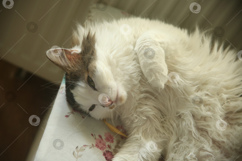 Скачать Домашний котик лежит фотосток Ozero