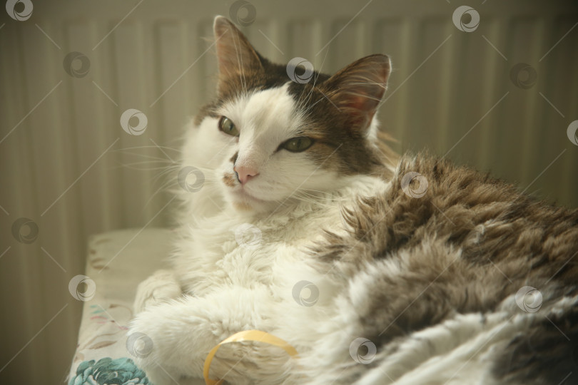 Скачать Милый белый кот лежит фотосток Ozero