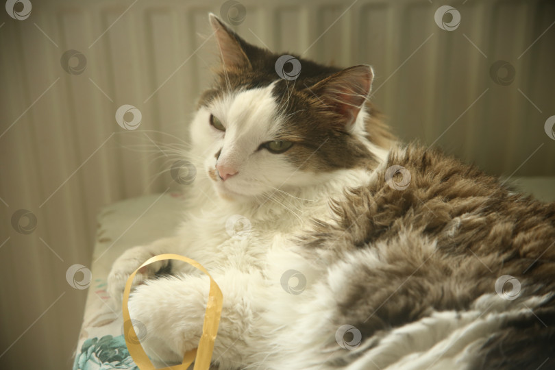 Скачать Домашний котик лежит фотосток Ozero