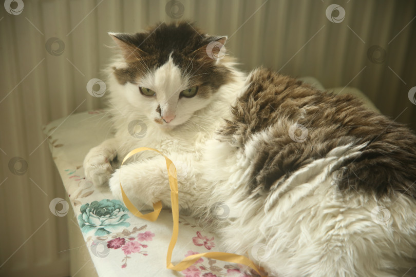 Скачать Домашний котик лежит фотосток Ozero