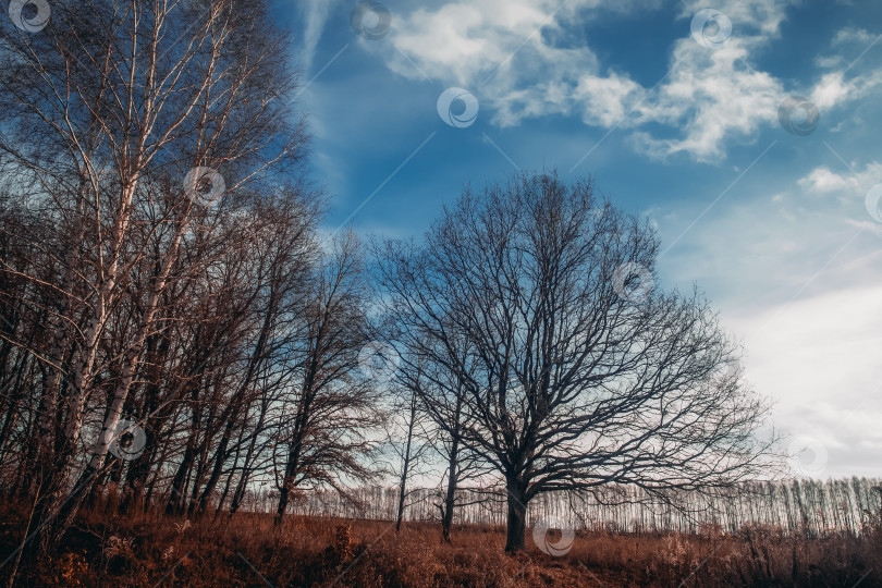 Скачать Дубовая роща в пасмурный день фотосток Ozero