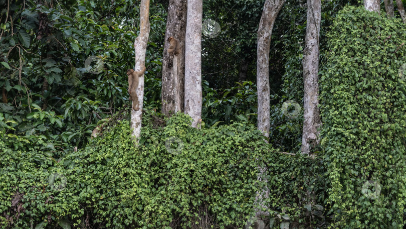 Скачать Дикие обезьяны резвятся в джунглях. фотосток Ozero