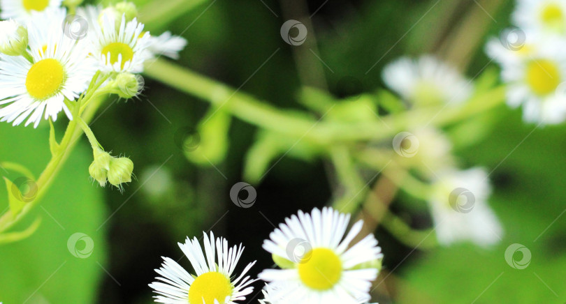 Скачать Цветы красивые в саду фотосток Ozero