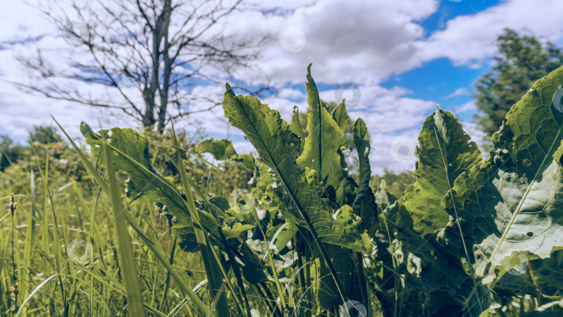 Скачать Конский щавель, трава на фоне голубого неба с белыми кучевыми облаками. Сухое дерево среди зеленой травы фотосток Ozero