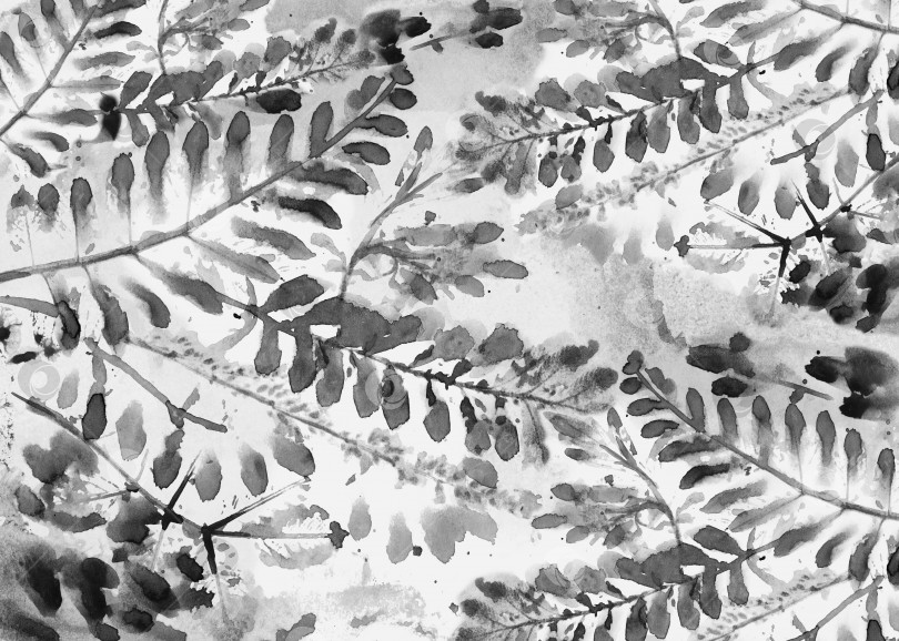 Скачать Акварельные ветви на черно-белом фоне фотосток Ozero