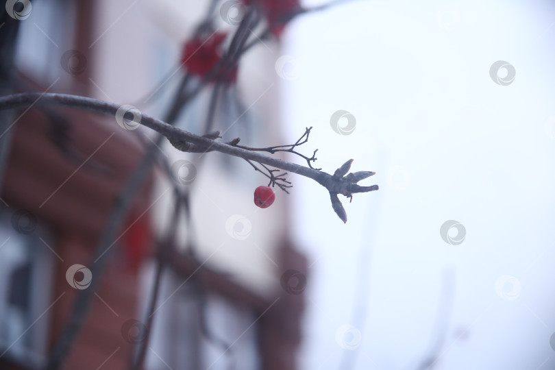 Скачать Растение рябина красная фотосток Ozero