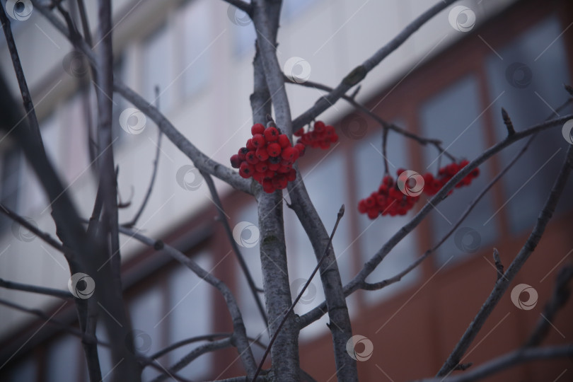 Скачать Растение рябина красная гроздь фотосток Ozero