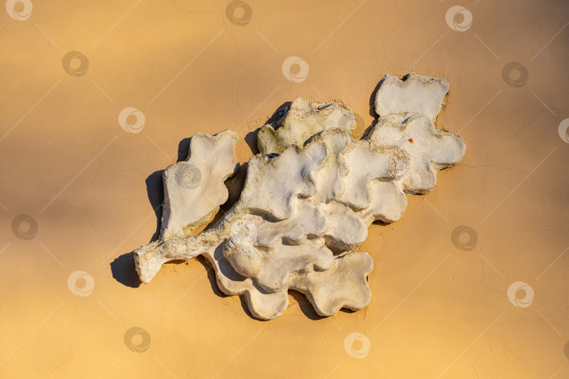 Скачать Барельеф с дубовой ветвью. фотосток Ozero