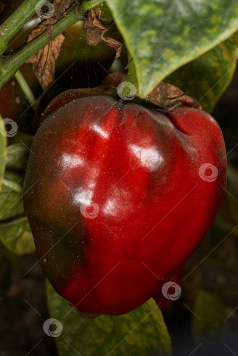Скачать Сладкий перец или овощной перчик густой (лат. Capsicum annuum subsp. Крупный). фотосток Ozero