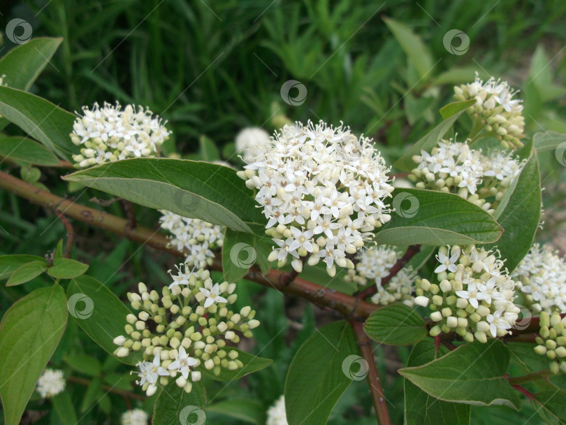 Скачать Летние цветы в пригороде. Cornus alba фотосток Ozero