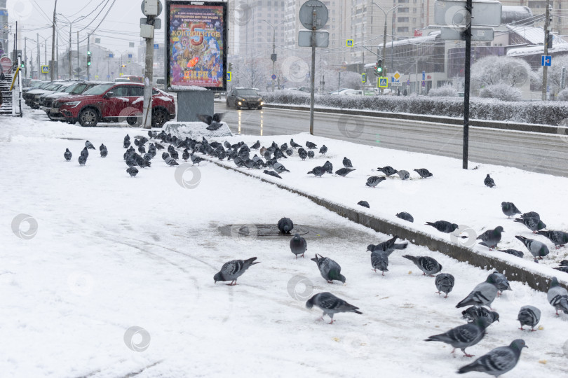 Скачать Голуби на снегу фотосток Ozero