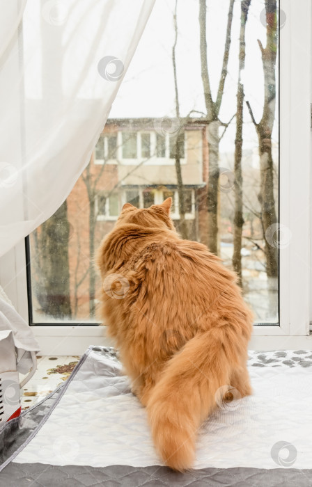 Скачать Пожилой 20-летний рыжий кот сидит на подоконнике и смотрит на улицу, наблюдая за пейзажем холодного времени года со спокойным вниманием и тихой задумчивостью. фотосток Ozero