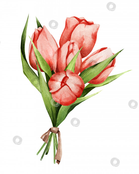 Скачать Букет нежных тюльпанов. Акварельная иллюстрация весенних цветов, собранных в композицию. Идеально подходит для открыток, приглашений, тканей, принтов и наклеек. фотосток Ozero