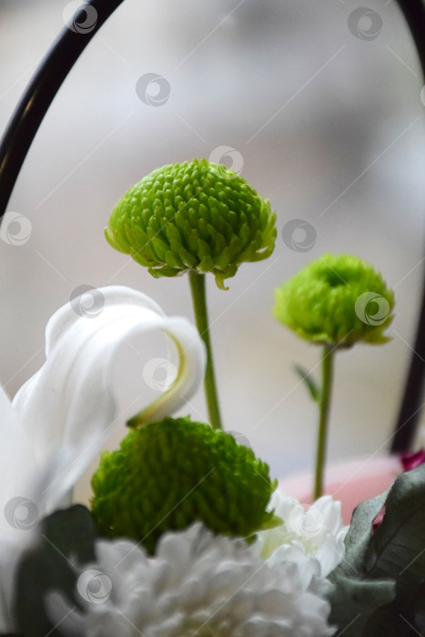 Скачать Зеленая хризантема фотосток Ozero