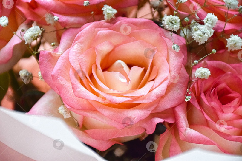 Скачать Роза нежно розового цвета крупный план фотосток Ozero