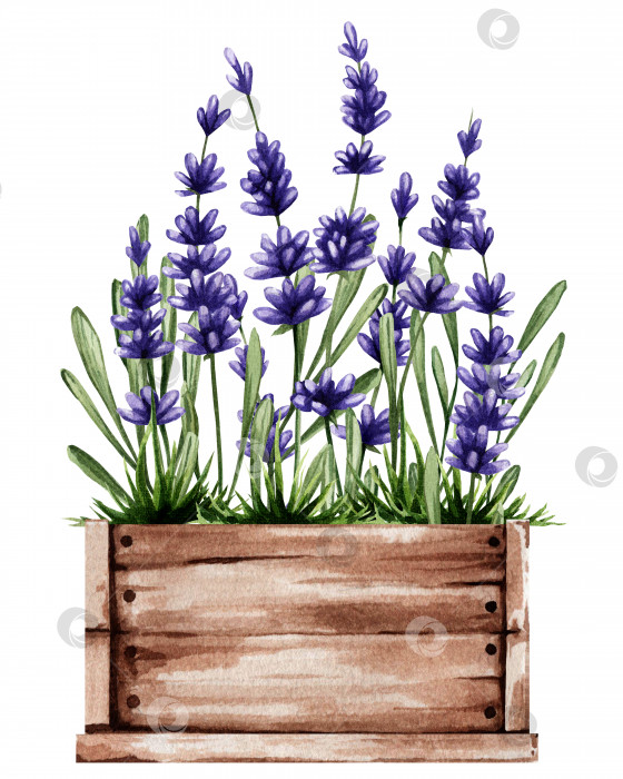 Скачать Акварельная иллюстрация деревянной шкатулки с лавандой. Ботанический рисунок для весенних наклеек и цветочных магазинов фотосток Ozero