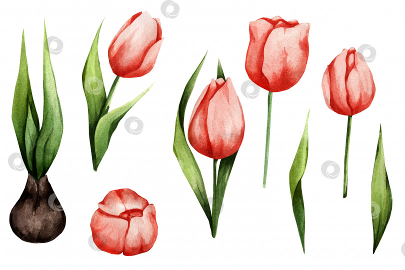 Скачать Набор цветов персика в акварельном стиле. Весенние тюльпаны, цветочные луковицы и зеленые листья для открыток, приглашений, наклеек фотосток Ozero