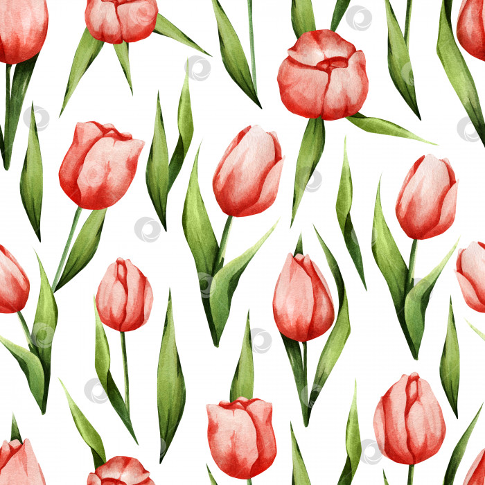 Скачать Акварельный узор с весенними цветами. Красные тюльпаны. Бесшовная текстура для декора, ткани, текстиля, бумаги и т.д фотосток Ozero