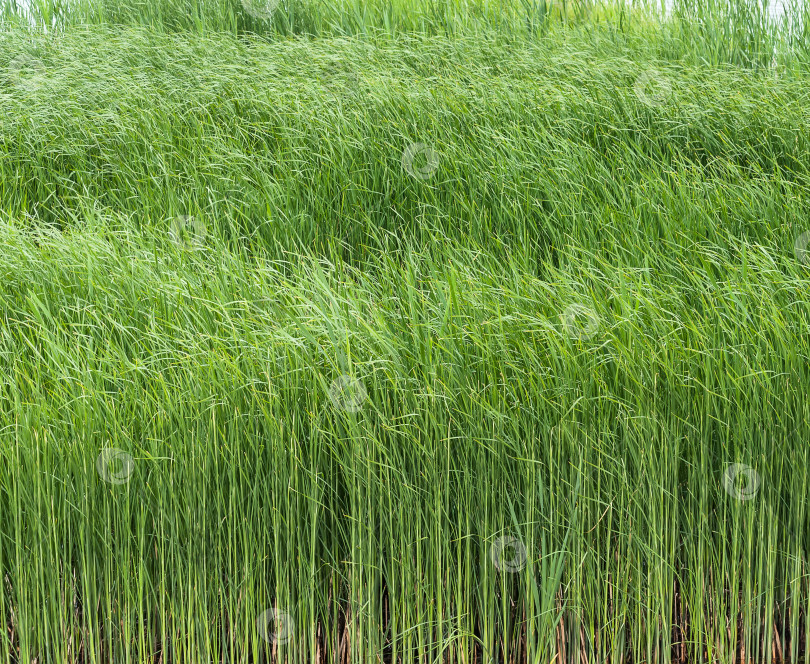 Скачать фон с зеленой травой в поле фотосток Ozero