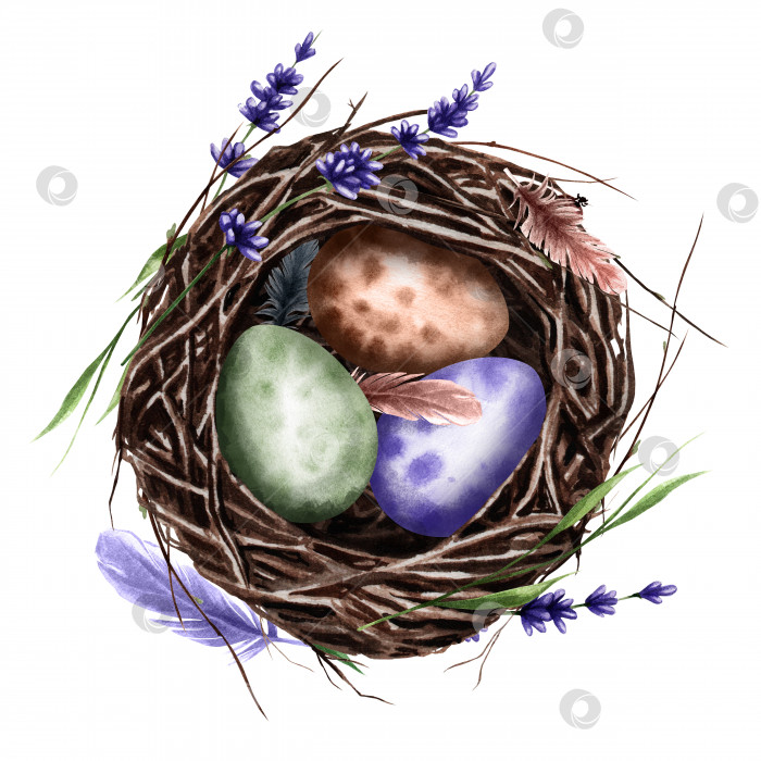 Скачать Птичье гнездо с яйцами из веточек, цветами лаванды, листьями из перьев. Акварельная пасхальная иллюстрация. фотосток Ozero