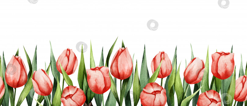 Скачать Цветочный акварельный фон с красными тюльпанами. Весенняя иллюстрация. Подходит для баннеров, открыток, брошюр, приглашений и т.д. фотосток Ozero