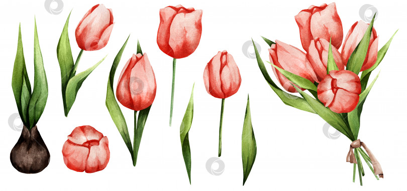 Скачать Акварельный набор тюльпанов на белом фоне. Букет весенних цветов. Подходит для весеннего и летнего отдыха фотосток Ozero