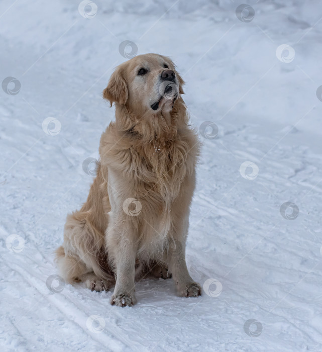 Скачать Собака породы Золотистый ретривер (голден-ретривер)  покрытая снегом. Джон белый, зима.— Родина отточенного дерева, выведенная в Великобритании в XIX веке. фотосток Ozero