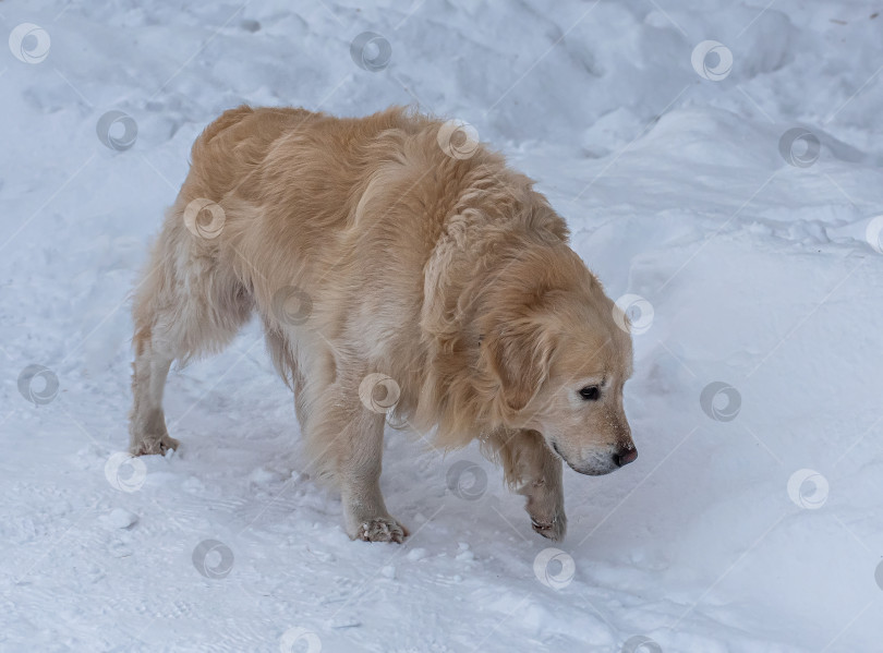 Скачать Собака породы Золотистый ретривер (голден-ретривер)  покрытая снегом. Джон белый, зима.— Родина отточенного дерева, выведенная в Великобритании в XIX веке. фотосток Ozero