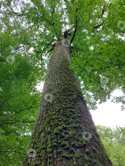 Скачать Дуб фотосток Ozero